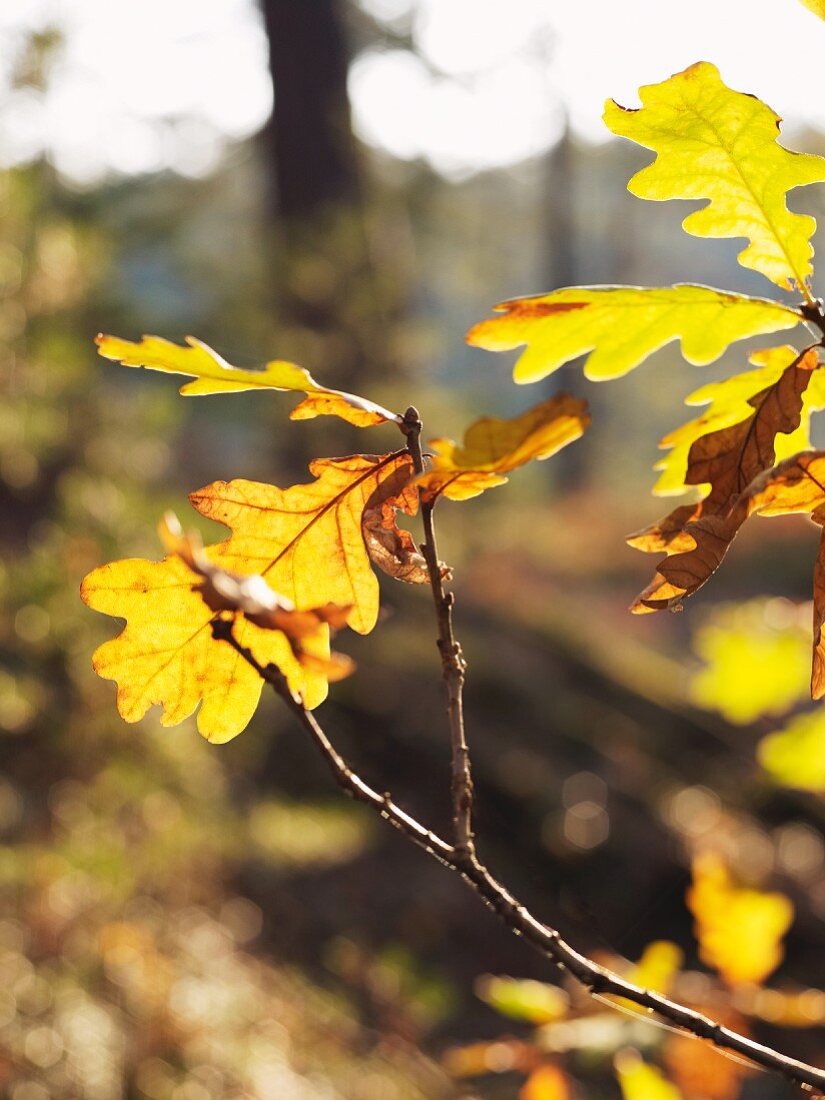 Yellowed oak leaves on tree