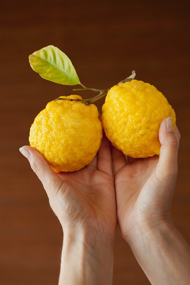 Hände halten Zitronen mit Blatt