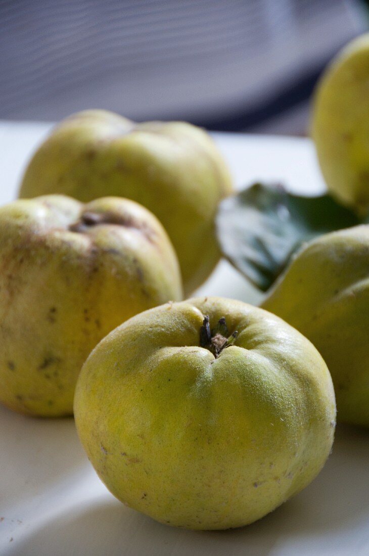 Freshly harvested quinces