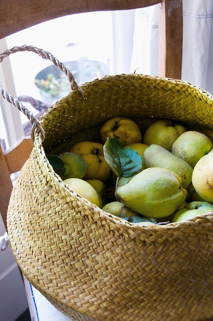 Quinces in a basket on a wooden chair
