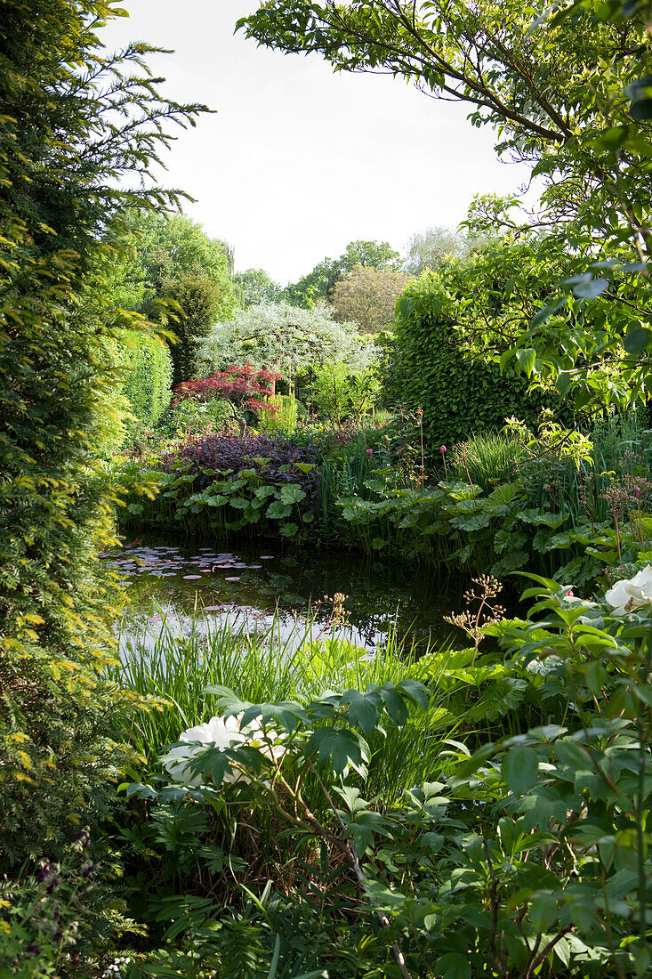 Eingewachsener Gartenteich in üppigem Garten mit vielen Grünpflanzen