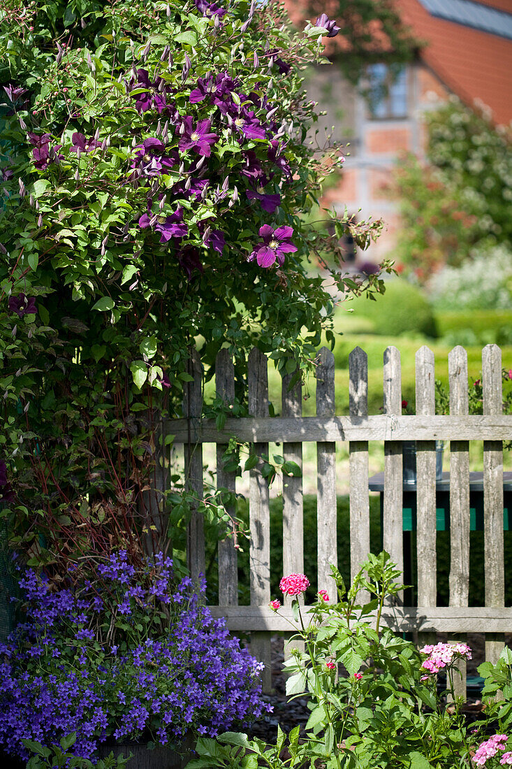 Violet flowers below flowering clematis on wooden fence with farmhouse in background