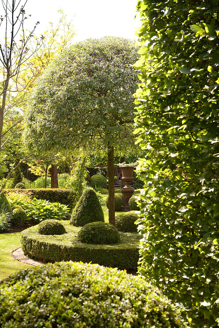 Summer atmosphere in landscaped garden with topiary box hedges and trees