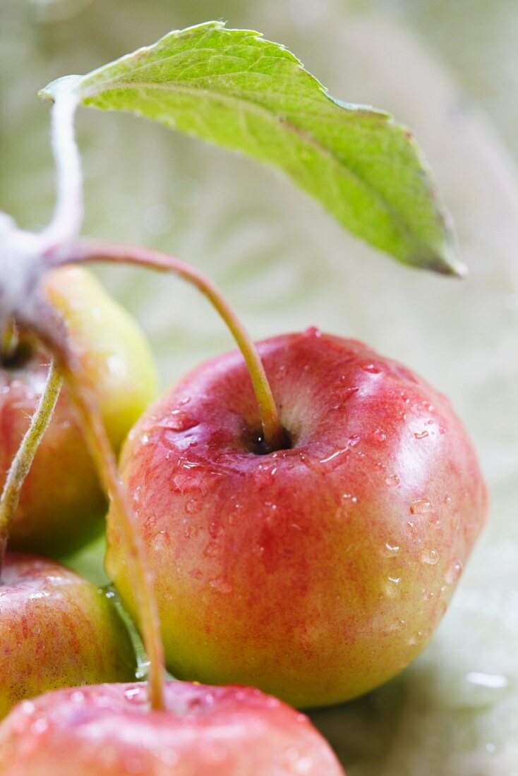 Ornamental apples on a plate (close-up)