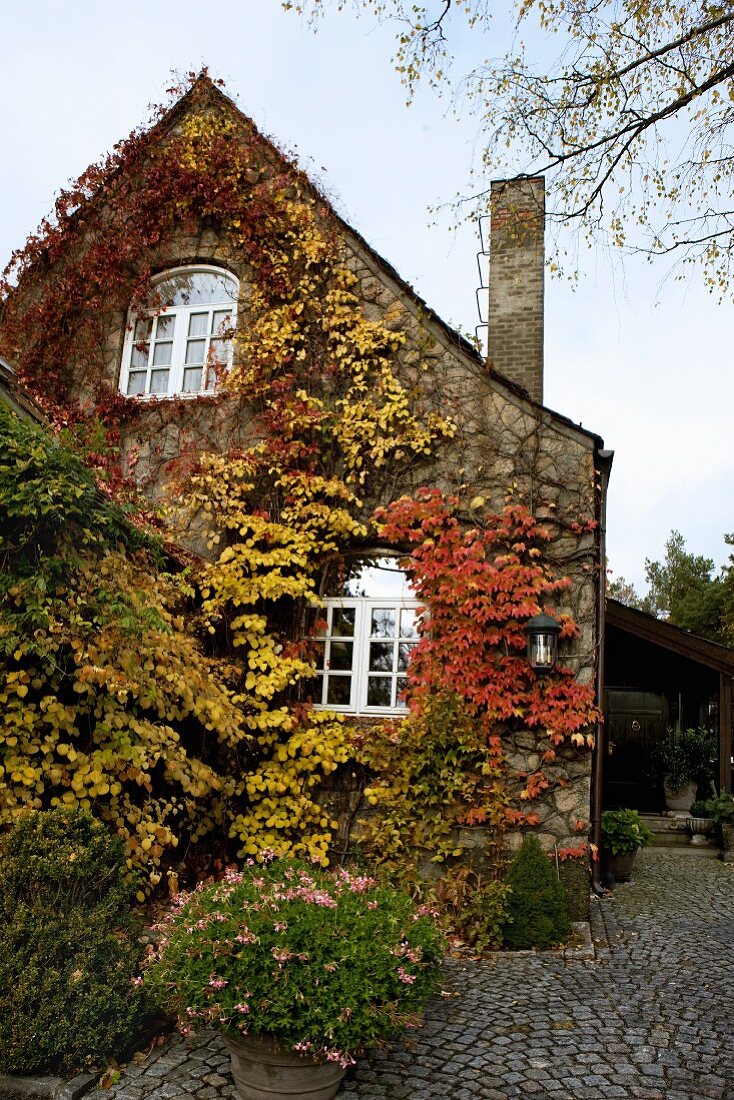 Gable facade of old, Norwegian house covered in colourful, autumnal climbers