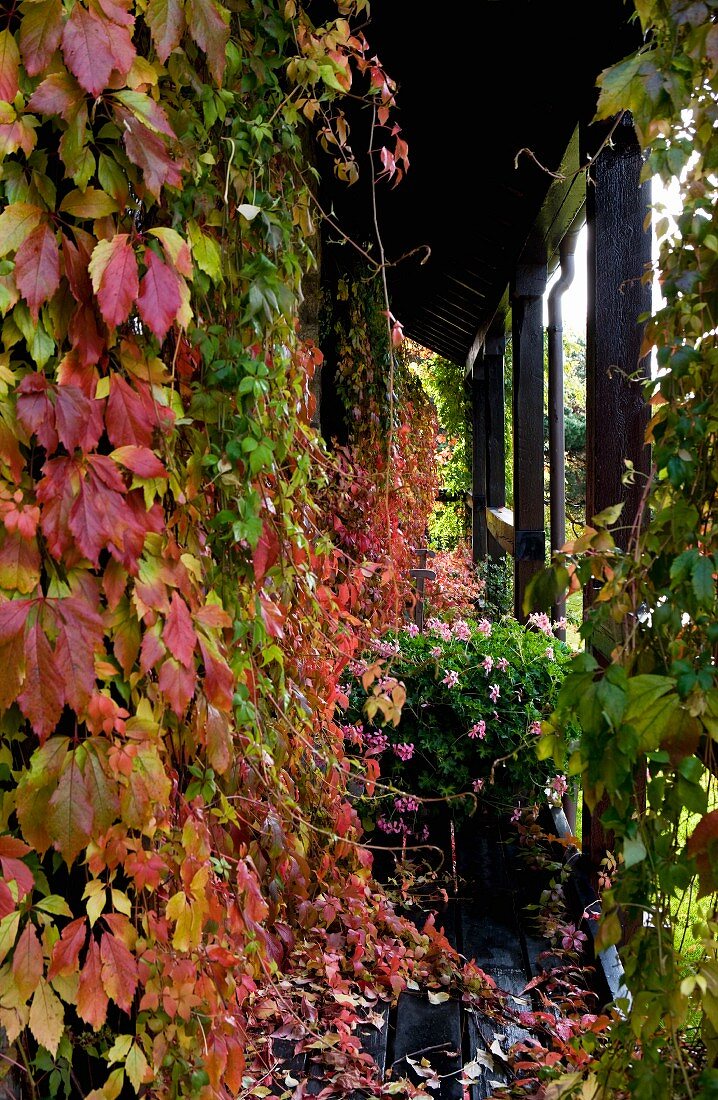 Narrow wooden veranda thickly covered in autumnal vine foliage