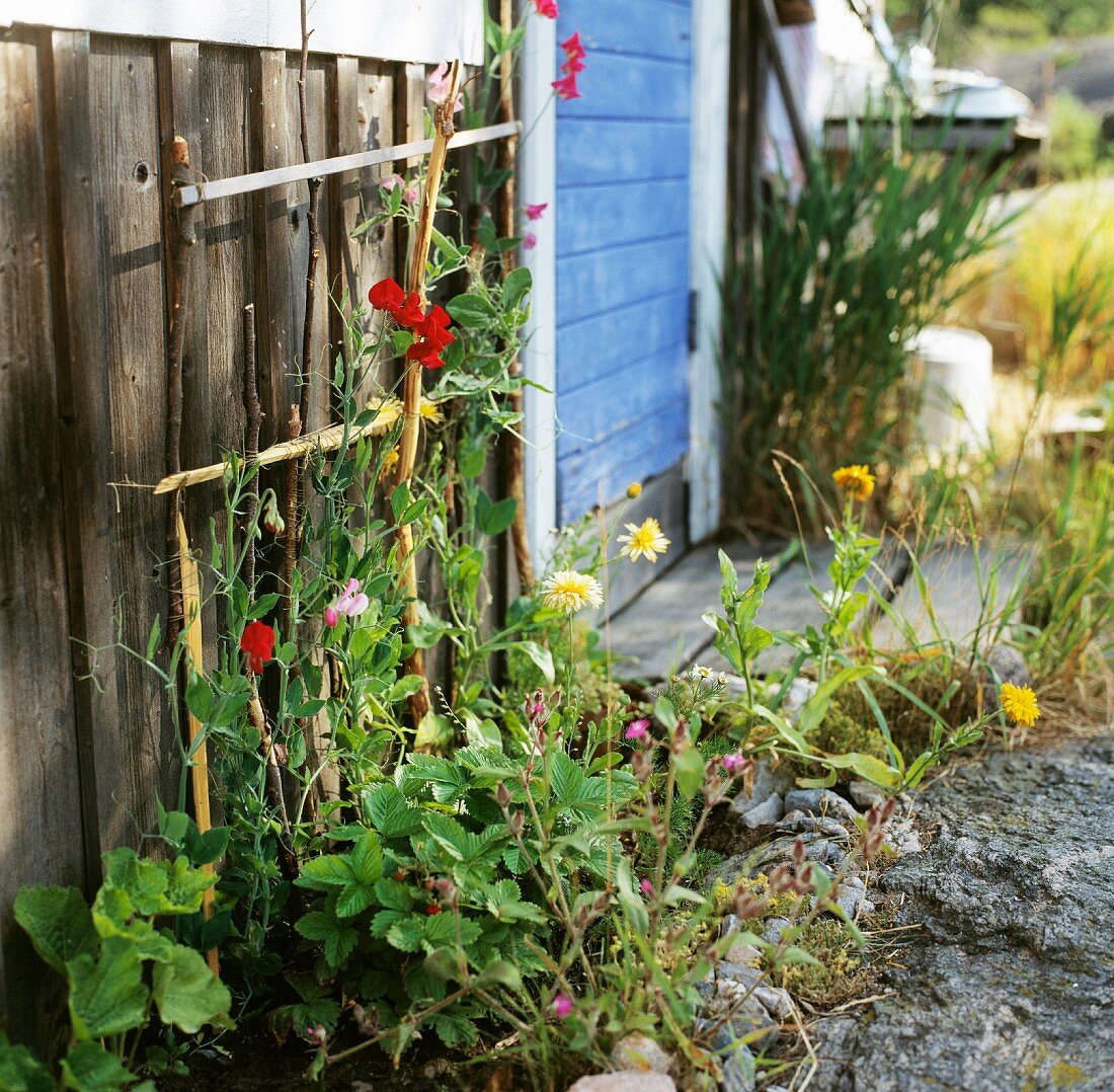 Plants with closed door