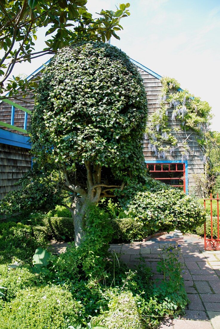 In Form geschnittener Baum vor modernem Haus mit Holzfronten