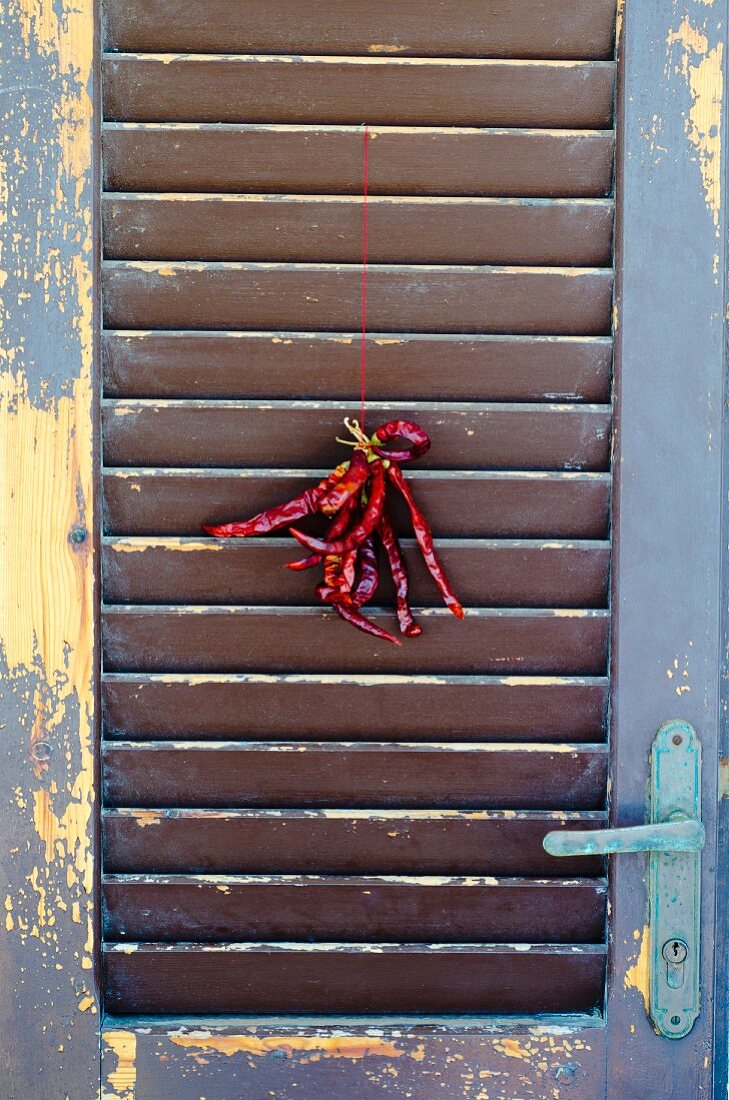 Getrocknete rote Chilischoten hängen an einer verwitterten Holztür
