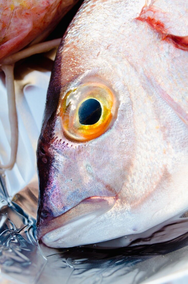 Fischkopf von einer Rotbrasse (Close Up)