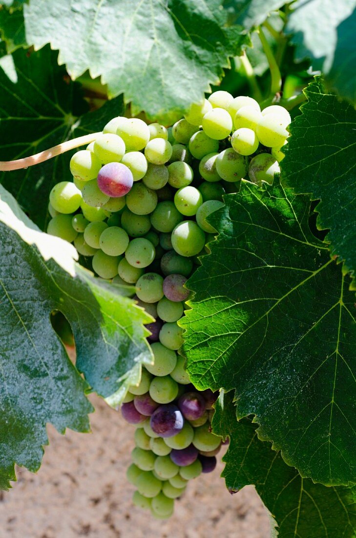 Vermentino grapes from Sardinia, on the bine
