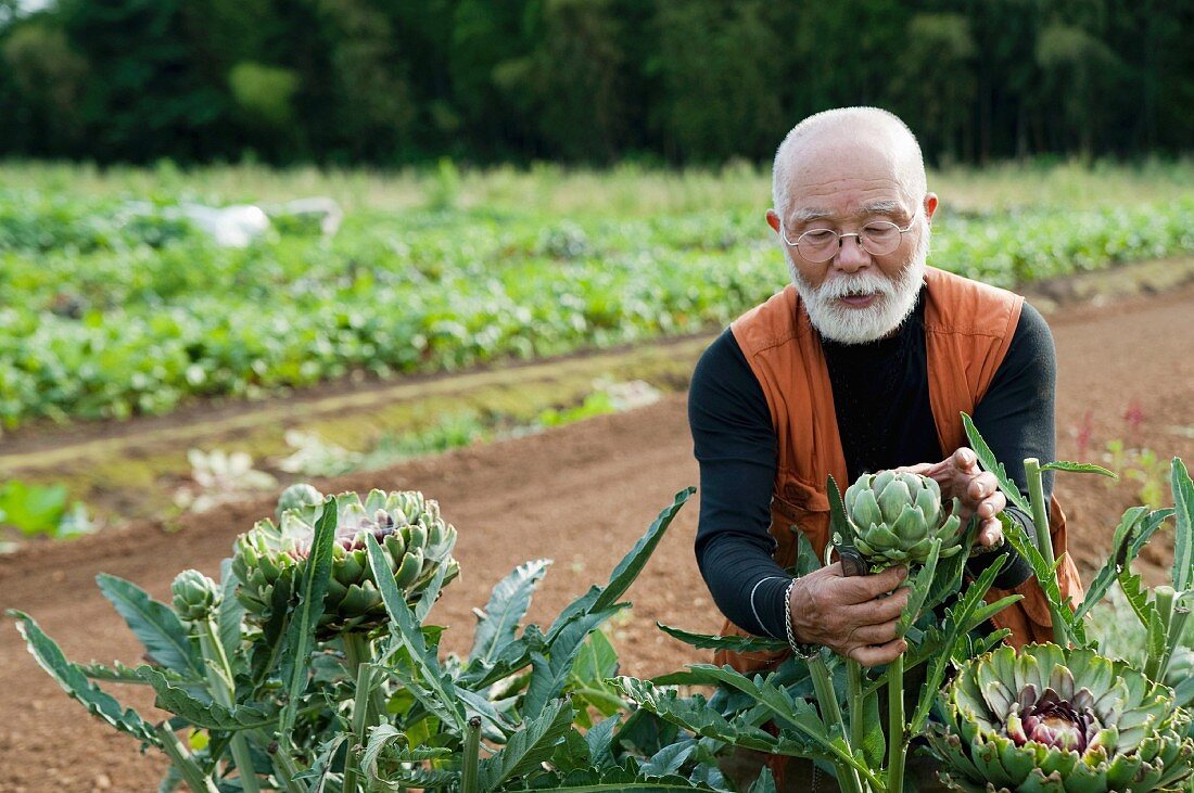 Senior man looking at artichoke in field