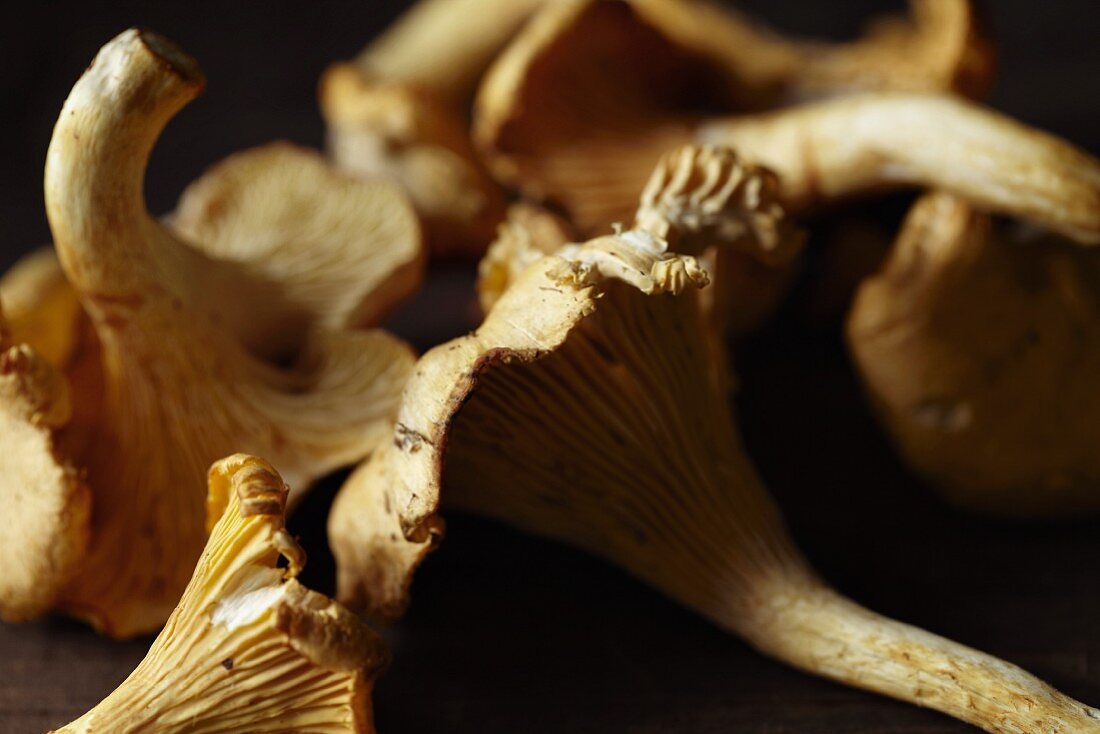 Fresh chanterelles (close-up)