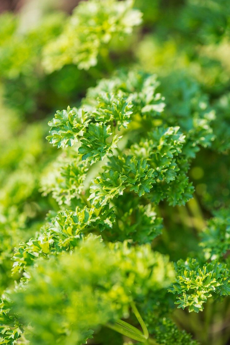 Petersilie (Petroselinum Crispum Crispum) wächst im Garten