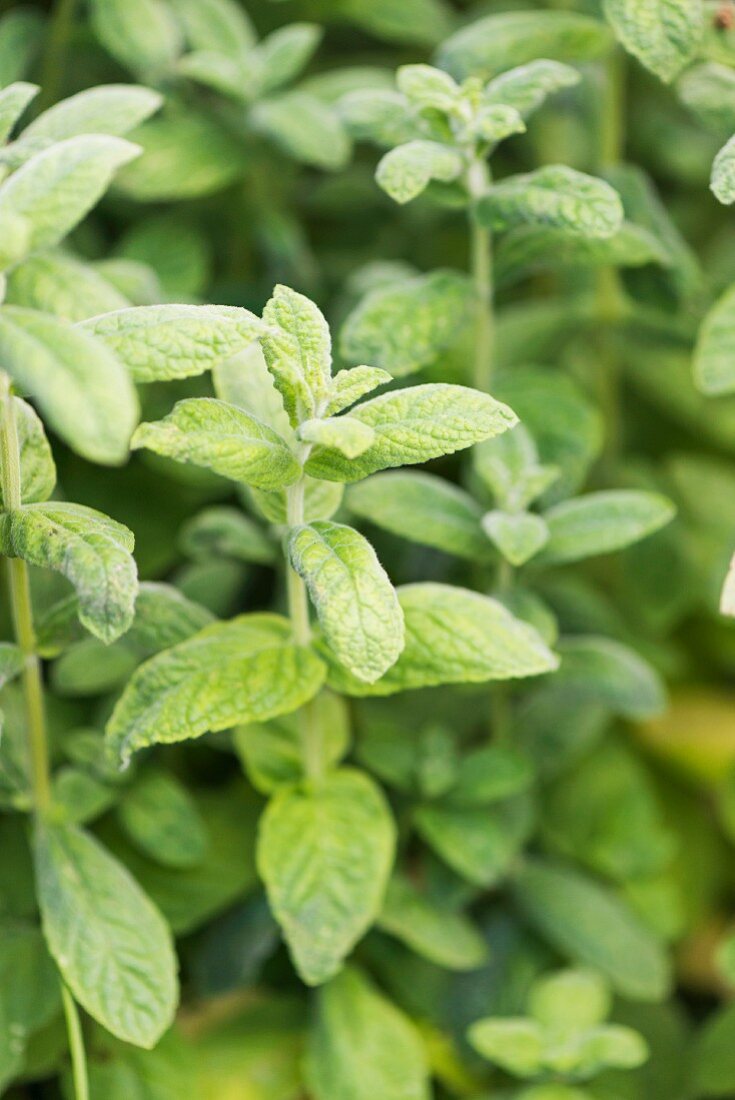 Peppermint Menta Vadstena (Mentha × piperita) growing in garden