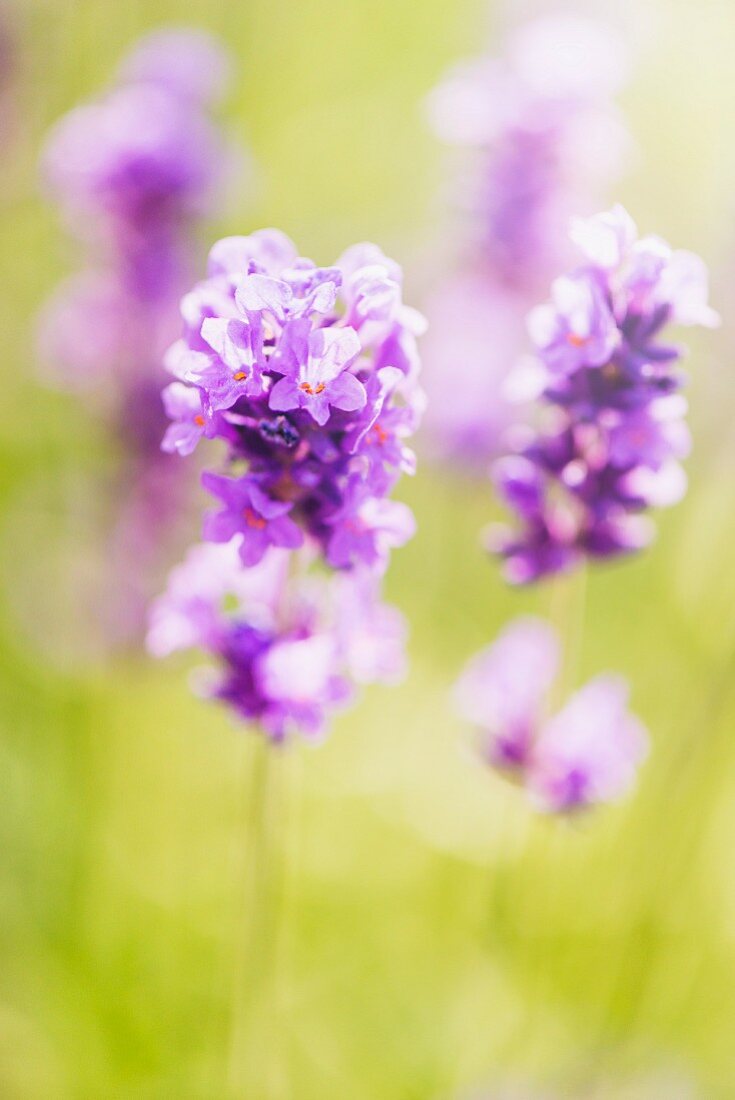Lavendel (Lavandula angustifolia) wächst im Garten