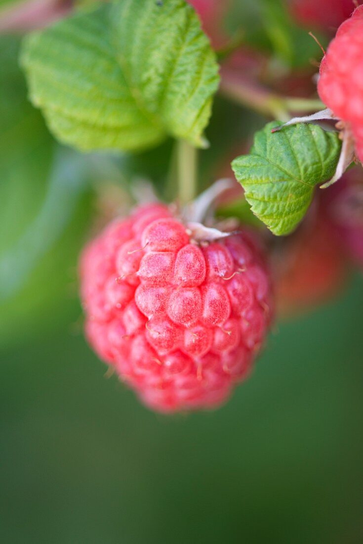 Close Up von Himbeeren im Garten