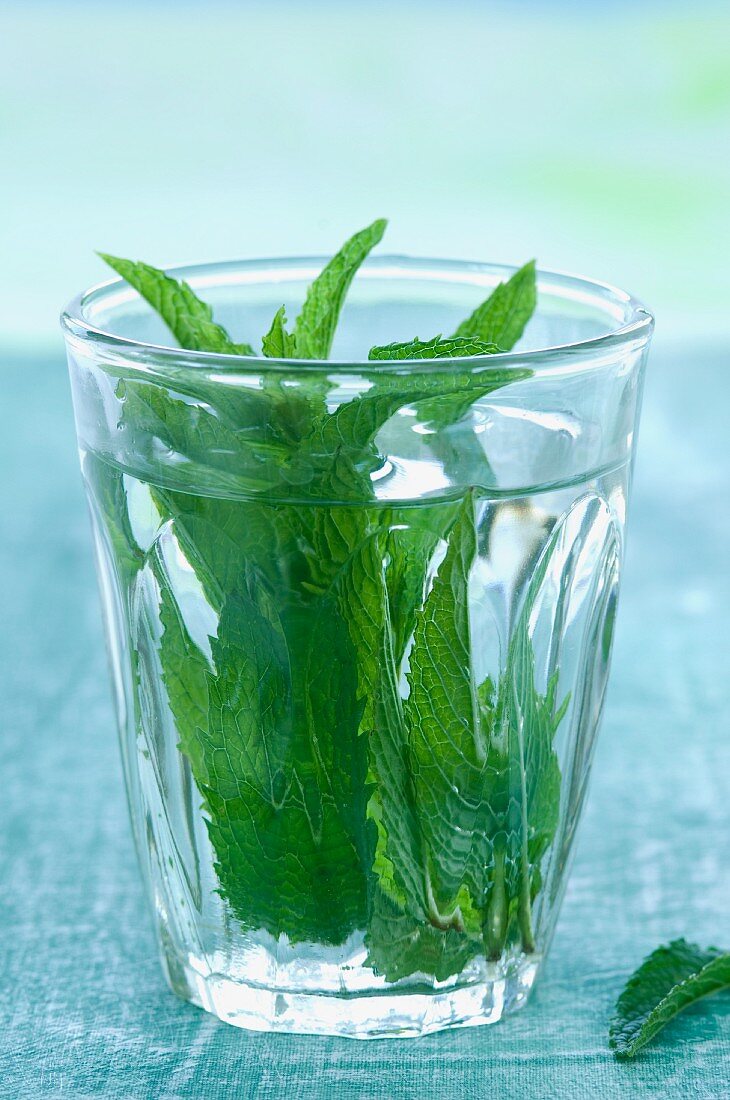 Peppermint (Mentha piperita) in a glass of water