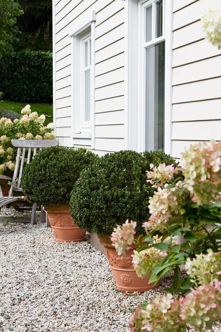 Potted box bushes and hydrangeas on gravel area in front of white weatherboard house facade