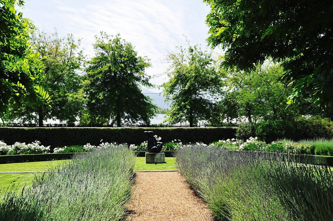 Beds of lavender lining path in gardens