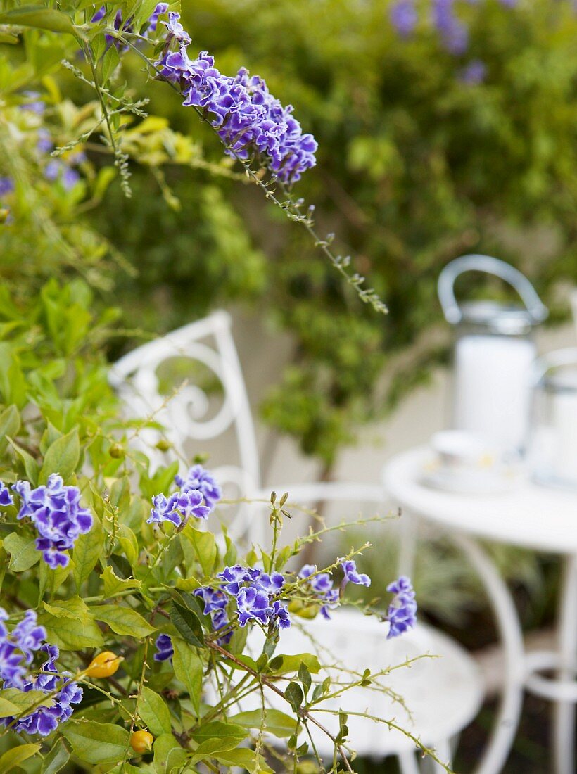 Blau blühende Gartenblumen; im Hintergrund weiße Gartenmöbel