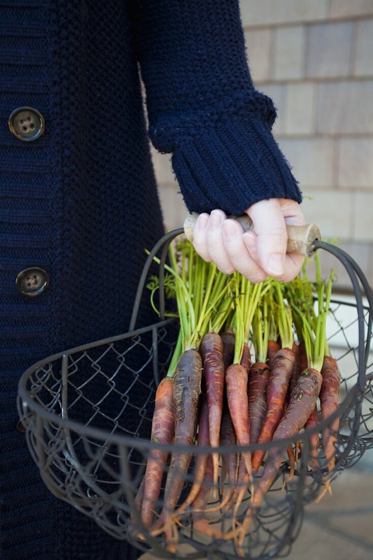 A woman holding a wire basket of fresh heritage carrots