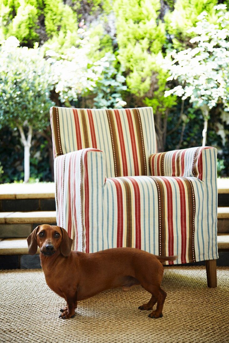 Dackel vor Sessel mit gestreifter Husse auf Terrasse und Blick in sonnigen Garten