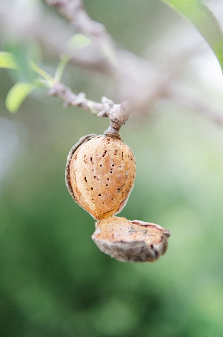 An almond on the tree
