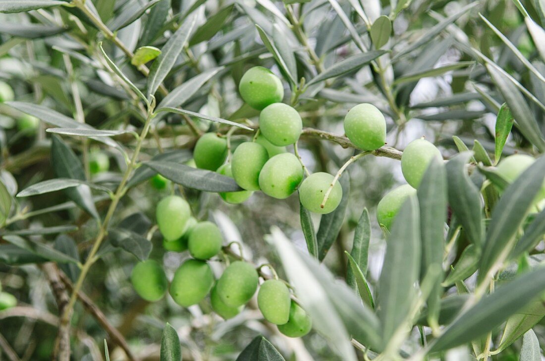 Grüne Oliven am Baum