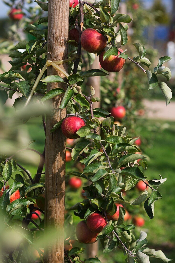 Apfelspalier mit roten Äpfeln