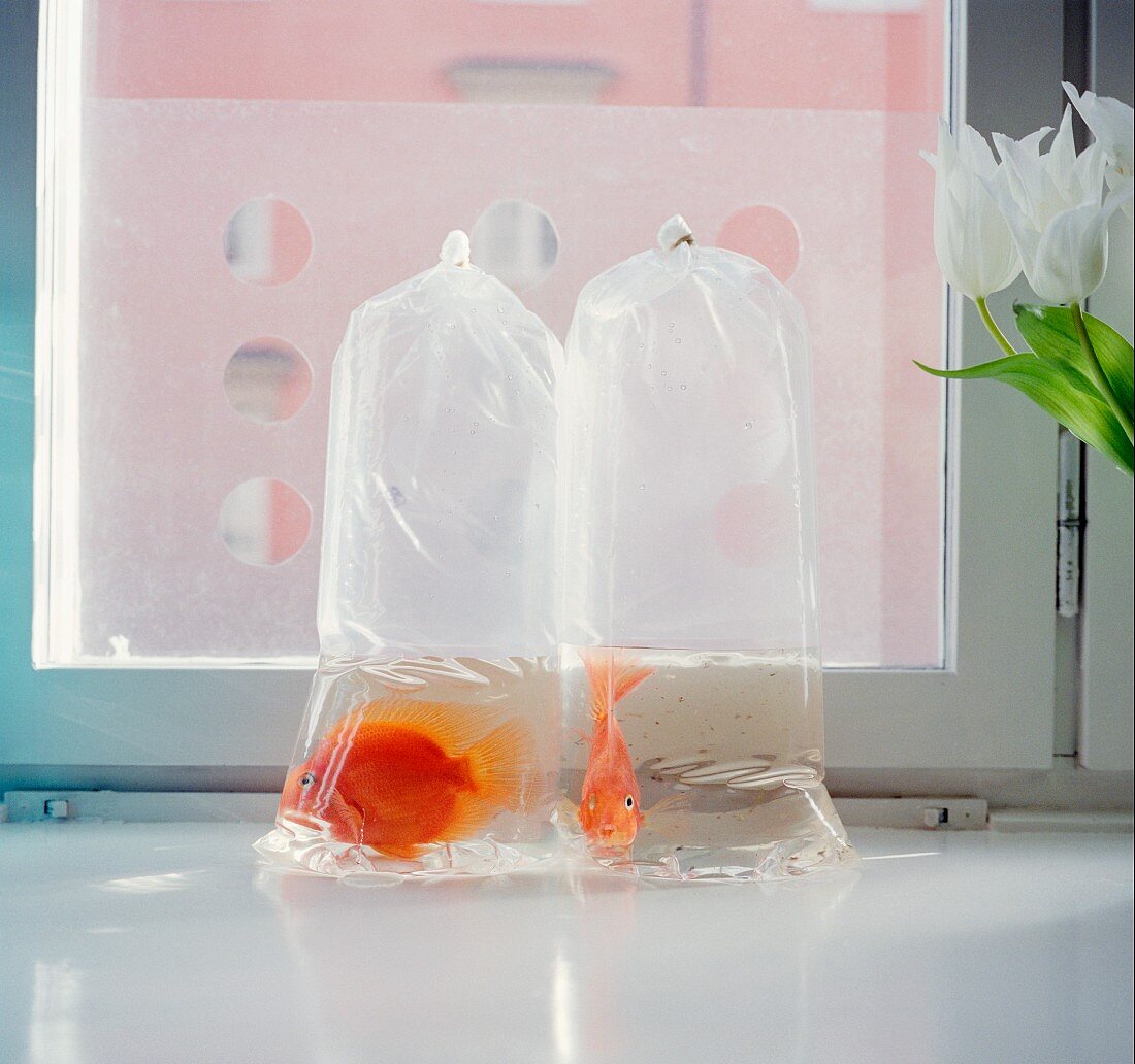 Gold fish in plastic bag, Sweden.