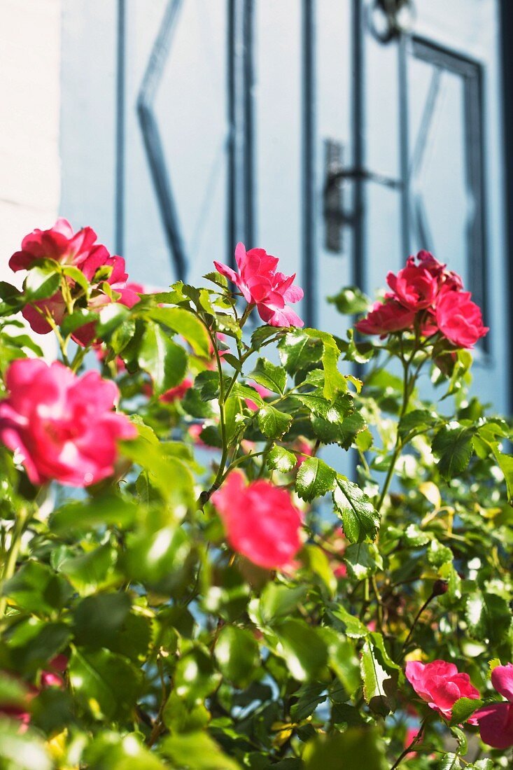 Pink blühende Buschröschen im Sonnenlicht