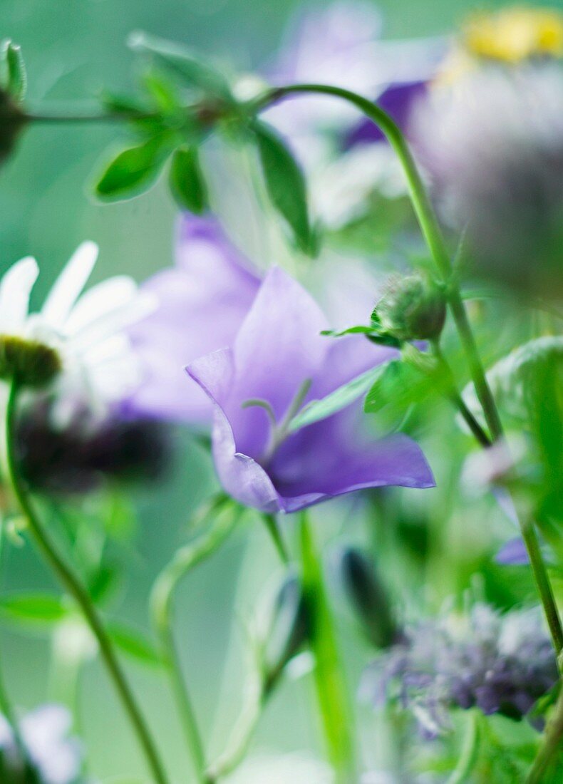 Flowers, close-up.