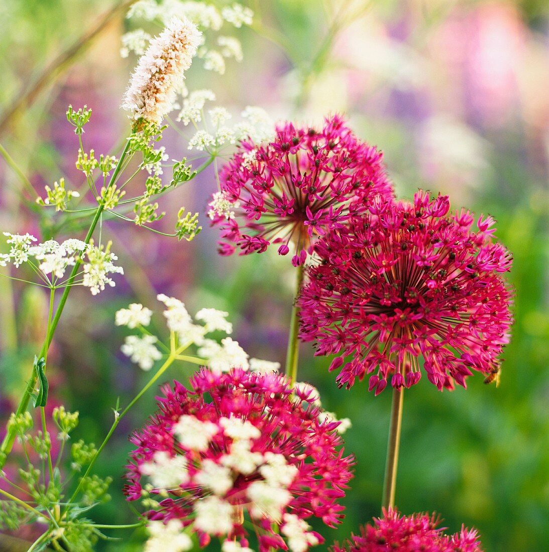 Prächtige Gartenblumen