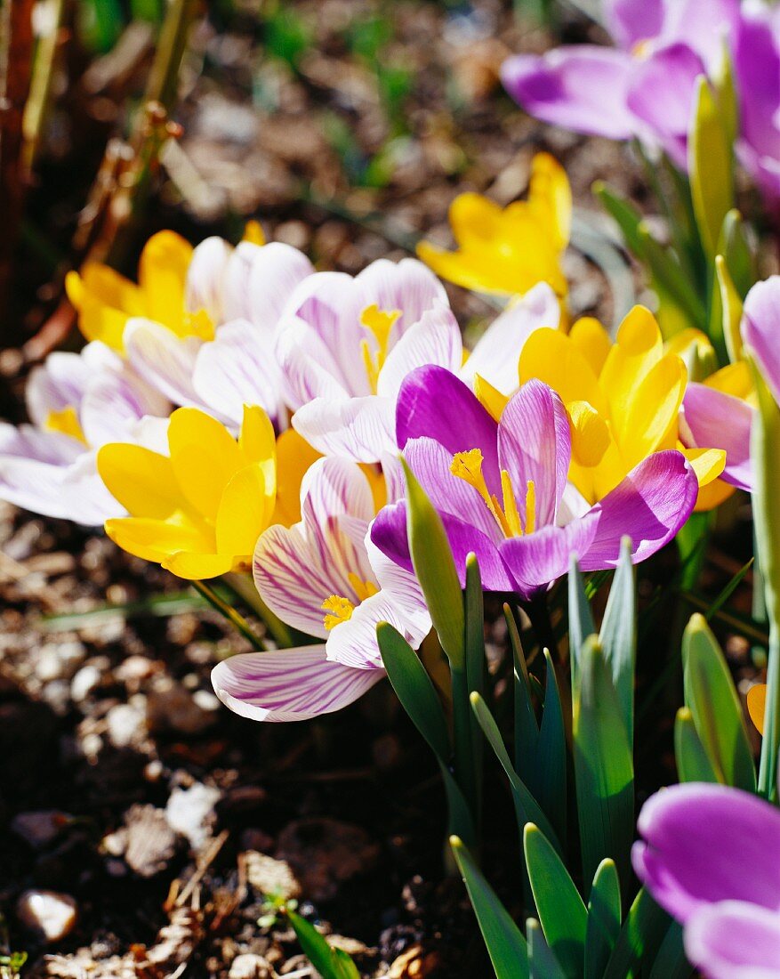 Crocus, close-up.