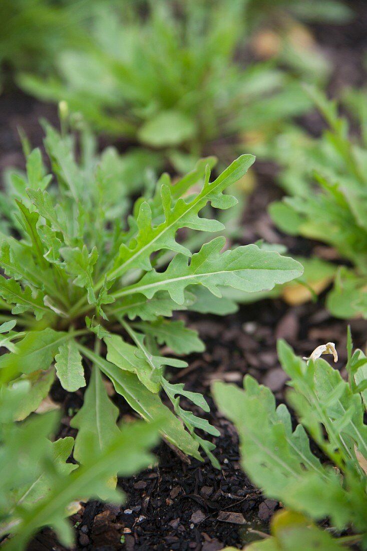 Frischer Rucola