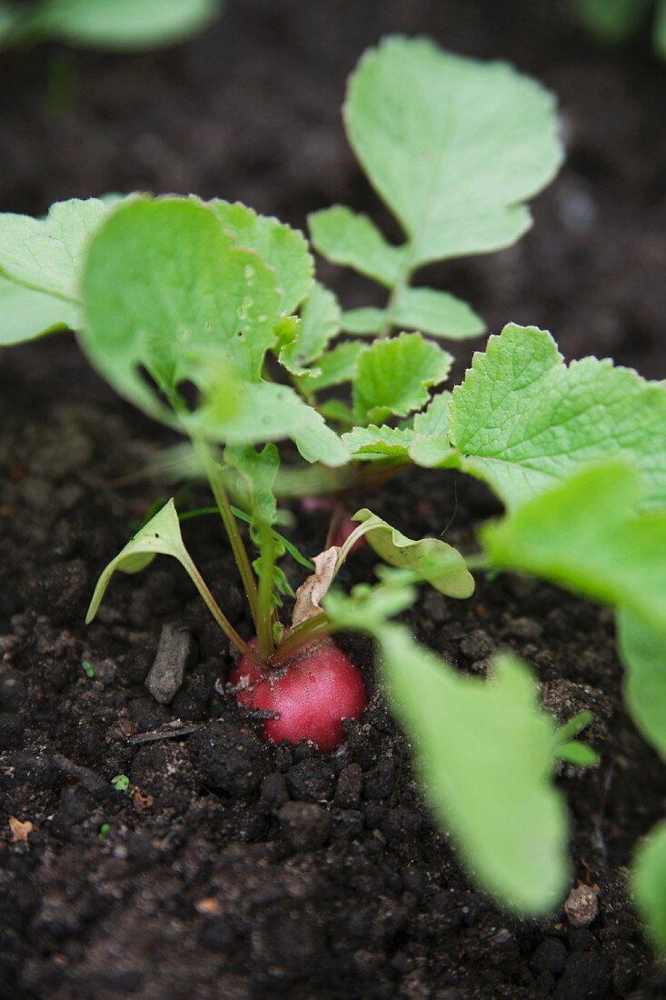 Radishes in the soil in the garden
