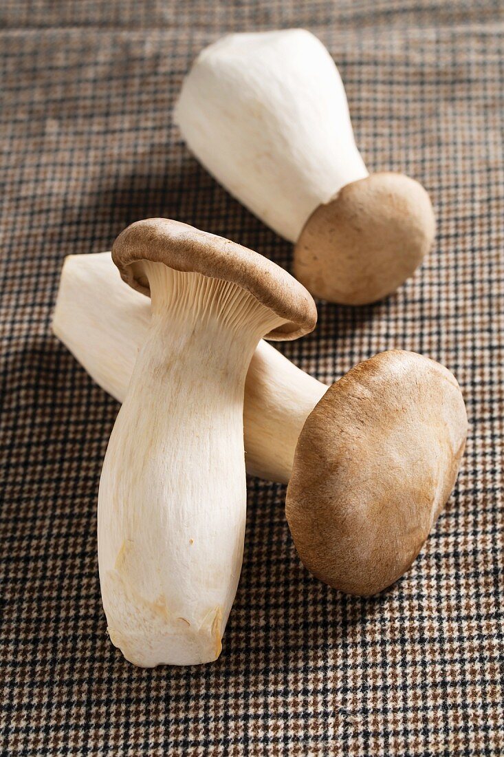 King trumpet mushrooms (Pleurotus eryngii)