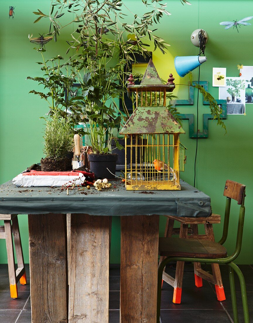 Large potted plants and rusty birdcage on rustic table against green wall