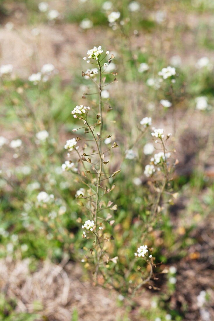 Capsella (Capsella bursa pastoris)