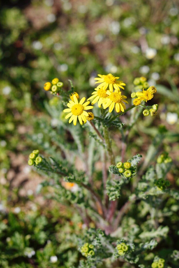 Eastern groundsel (Senecio vernalis)