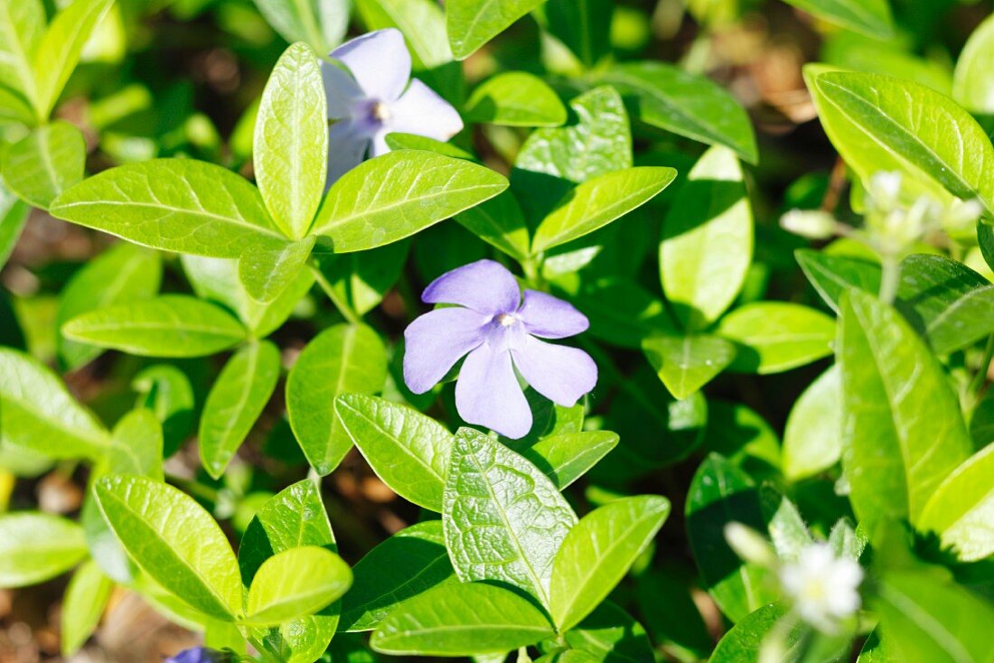 Lesser periwinkle (Vinca minor)