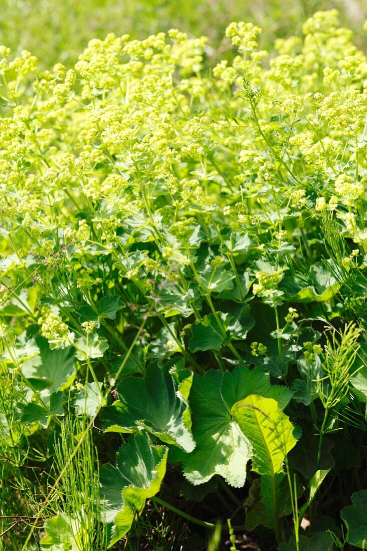 Lady's mantle (Alchemilla vulgaris)