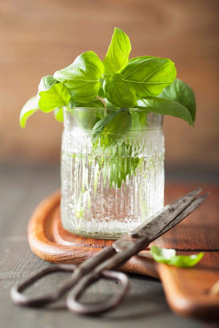 Sprigs of fresh basil in a glass of water