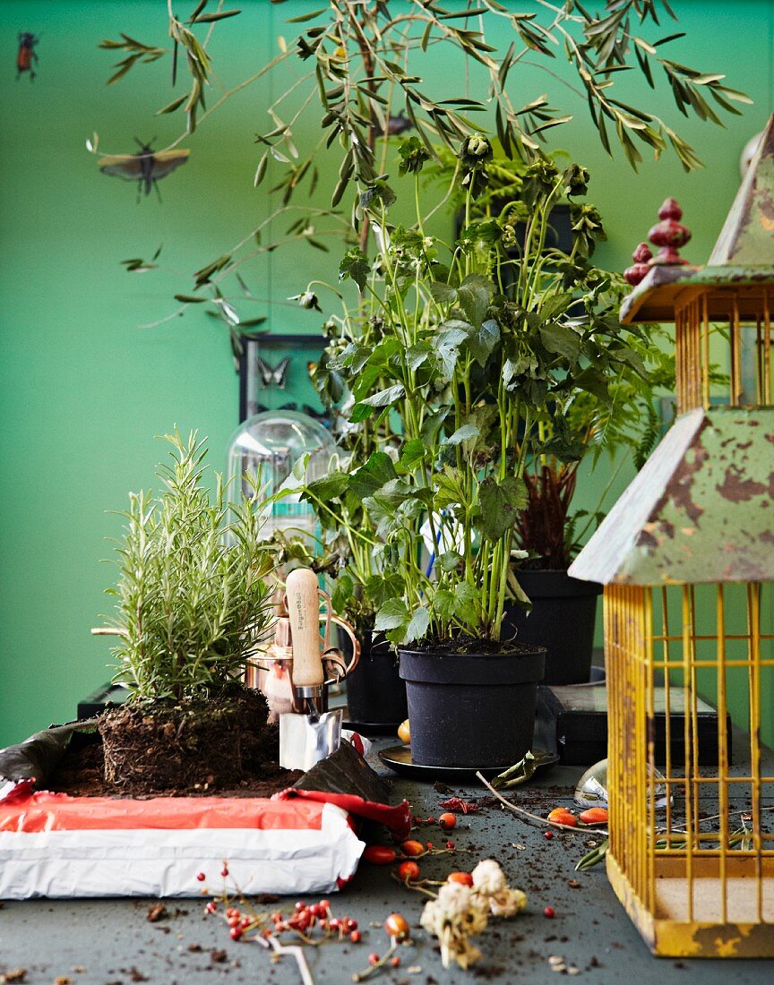 Rusty birdcage and rosemary plants in compost on table top