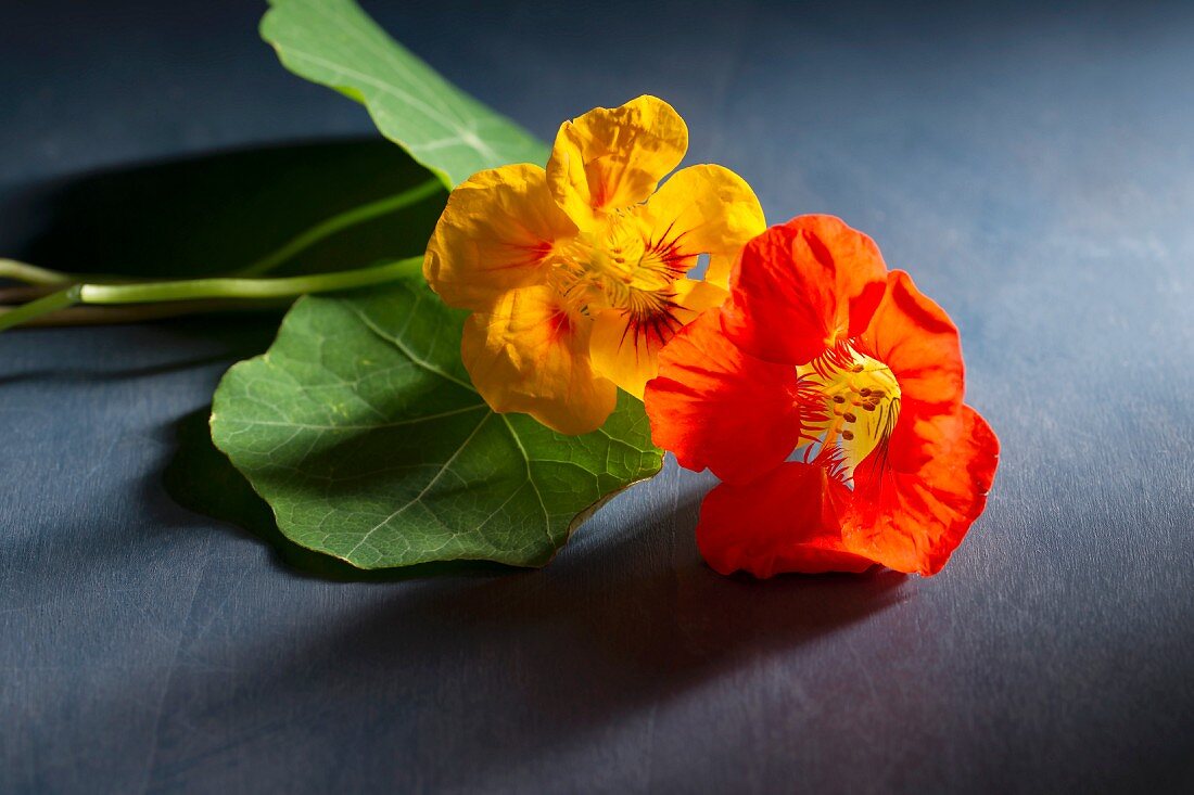 Two nasturtium flowers