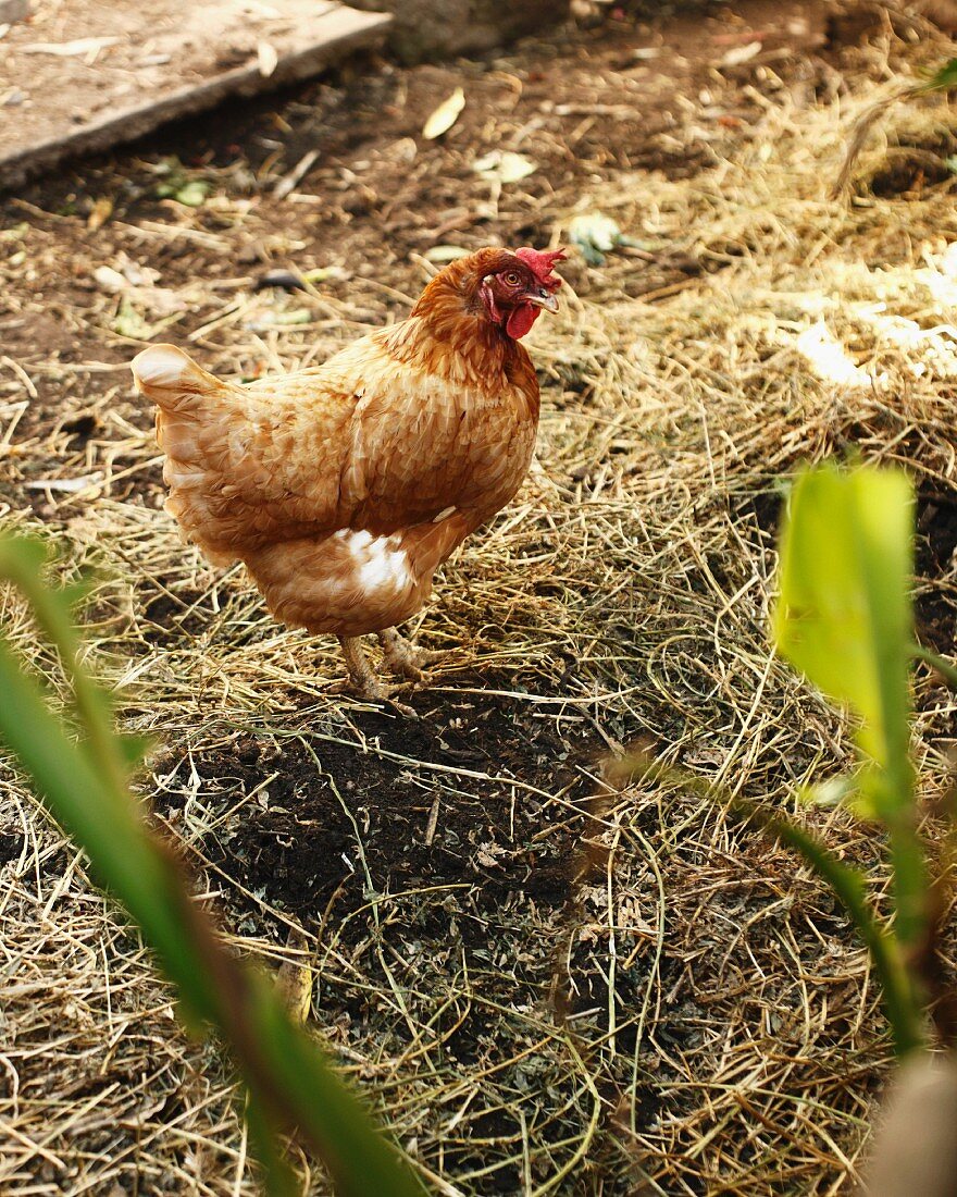 Lebendiges Huhn im Stroh auf dem Bio-Bauernhof