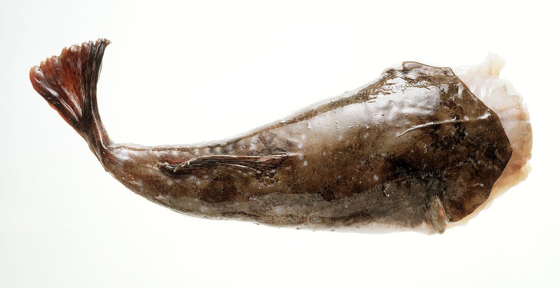 The Body of a Monkfish