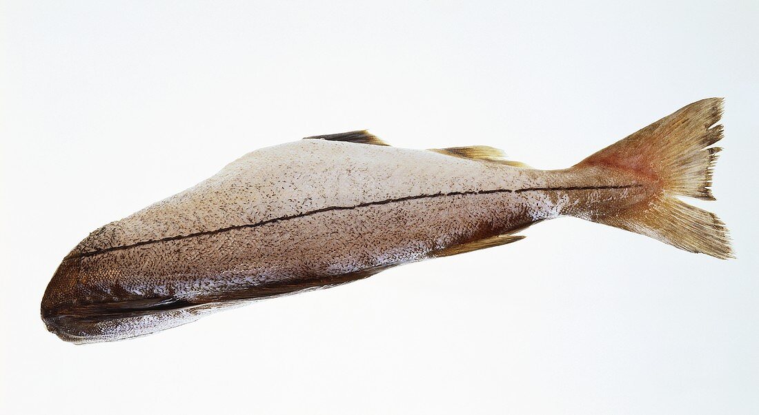 Whole Haddock