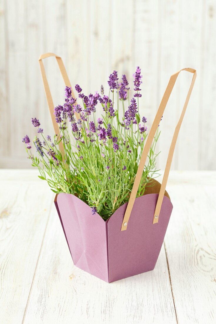 Blühender Lavendel in lilafarbenem Blumentopf aus Papier